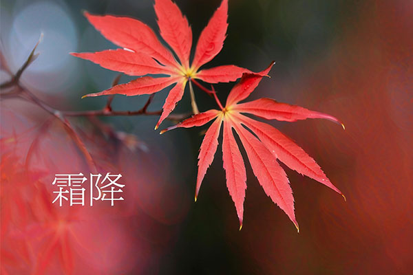 霜降养生,防寒保暖,防燥润身,防郁调情,活动养生,饮食调养 霜降养生,防寒保暖,防燥润身,防郁调情,活动养生,饮食调养